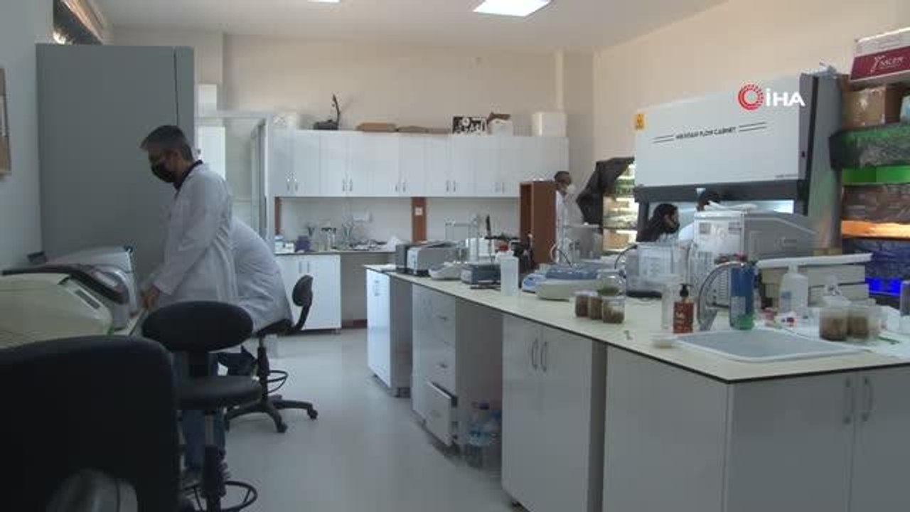 Kuraklığa karşı geliştirilen buğday genotipleri tescil yolunda