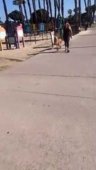 Doggo Drags a Large Stick at the Beach
