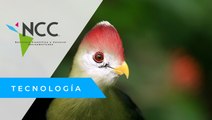 Turacos: las aves africanas distinguidas por su colorido plumaje