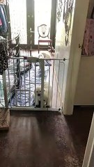 Great Pyrenees Pup Escapes from Pen