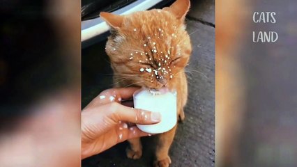 funny cat videos 2020//funny cat videos 2020 try not to laugh /funny cat and dog videos try not to laugh 2020 //funny cat videos 2021 clean