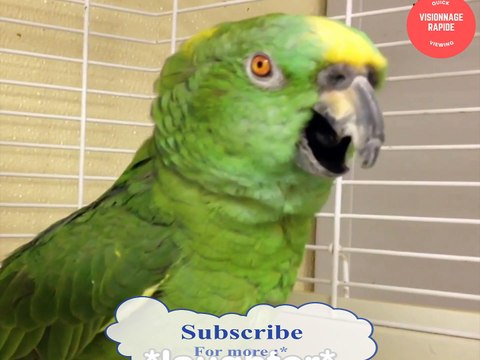 perroquets font rire trop drôle