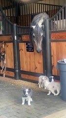 Horse is Perplexed by Border Collie Puppies
