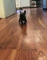 French Bulldog Puppy Takes a Load Off