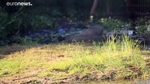 Seltener Riesenotter-Nachwuchs: Alondra und Coco erhalten ihre Art