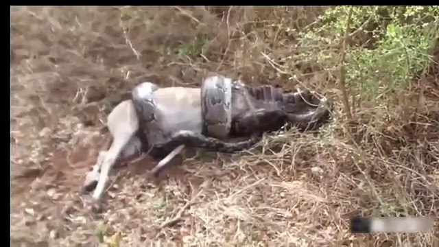 Aç gözlü yılanın sonu korkunç oldu