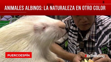 Download Video: Increíbles animales albinos que lograron ser captados en cámara