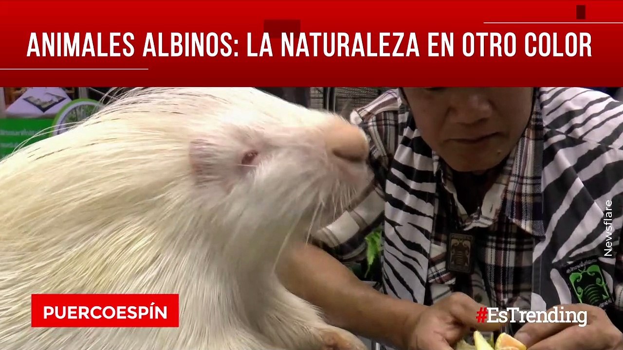 Increíbles animales albinos que lograron ser captados en cámara