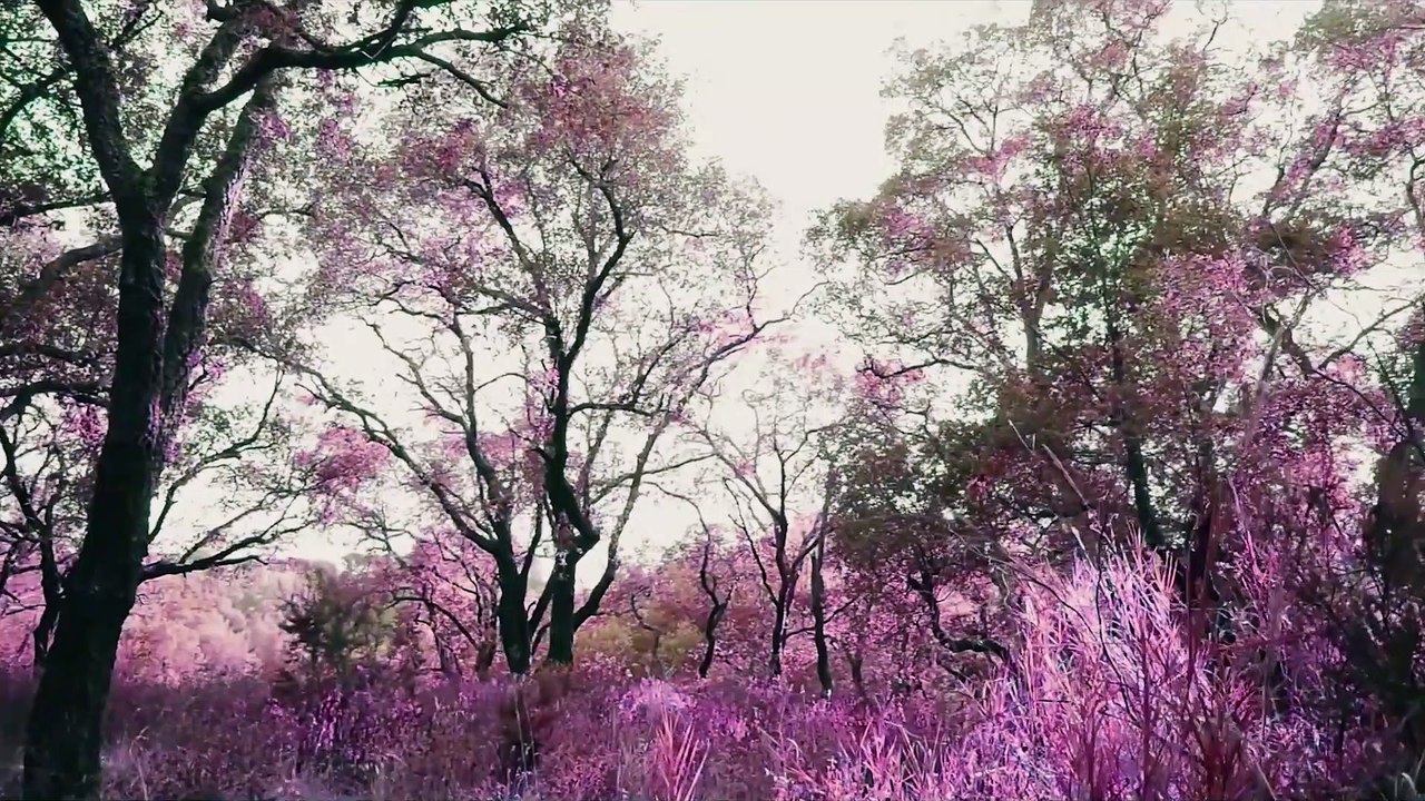 BLUE SUNSET Trailer (2021)