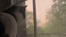 Even cats like watching storms