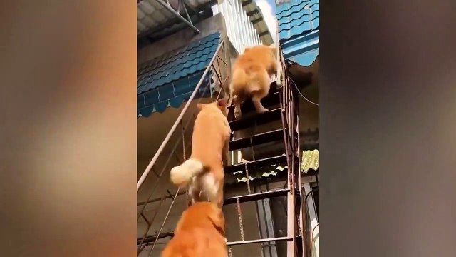 Try Not To Laugh Cute Dog Videos Funny Animals Videos Ep01| Pets Town