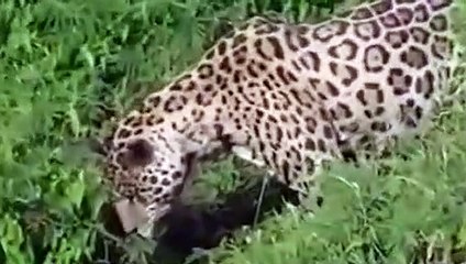 Jaguardan inanılmaz timsah avı