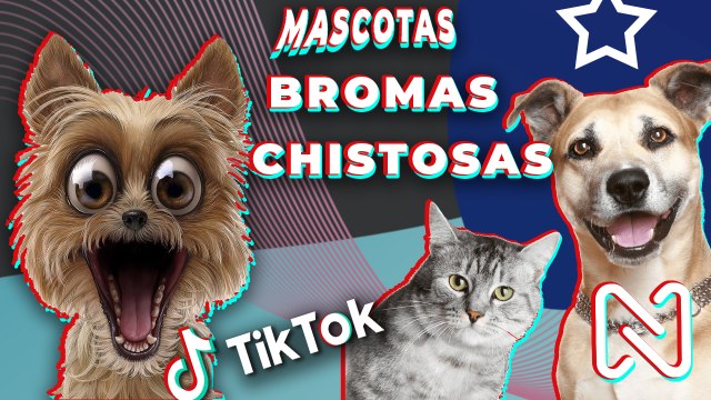 Momentos Graciosos de Perros y Gatos Videos de Mascotas Graciosas