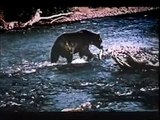 Jonathan degli orsi (Trailer HD)
