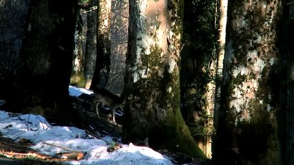 Come l'abete, sapiente delle cose dell'alto (Trailer HD)