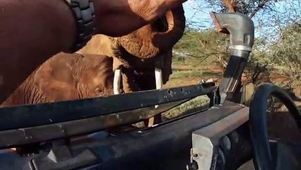 African Safari 3D (Trailer HD)