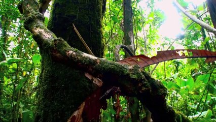 Adelante Petroleros! (Trailer HD)