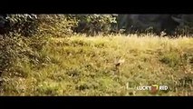 La volpe e la bambina (Trailer HD)