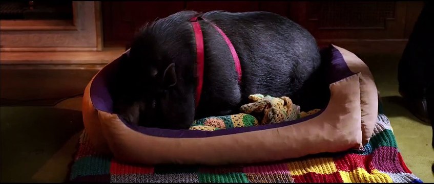 Tutte lo vogliono (Trailer HD)