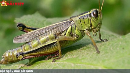 Mơ thấy châu chấu có tỉ lệ trúng cao nhất