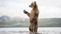 La terra degli orsi (Trailer HD)