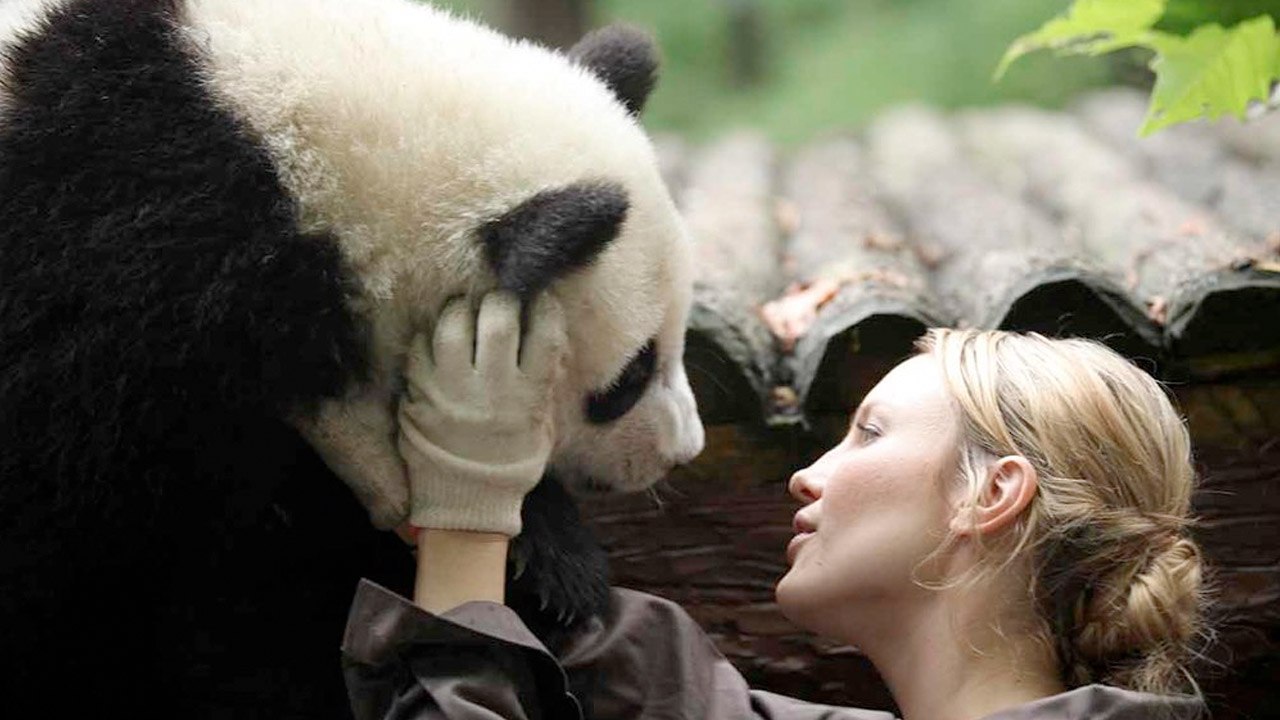 Sneezing Baby Panda (Trailer HD)