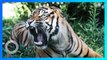 Dua Harimau Serang Penjaga & Kabur, Telah Ditembak Mati - TomoNews