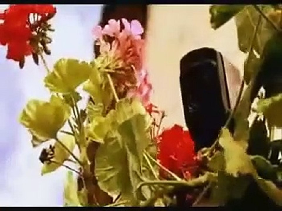 Gatto nero, gatto bianco (Trailer HD)