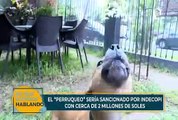 Hotel canino genera polémica: “No recibimos perros de familias comunistas”