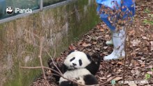撒娇耍赖是天生的本事