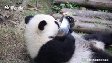 做饲养员全靠眼疾手快