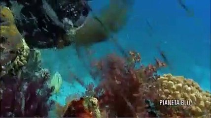 Pianeta blu. Vol. 01. Oceani e abissi (Trailer HD)