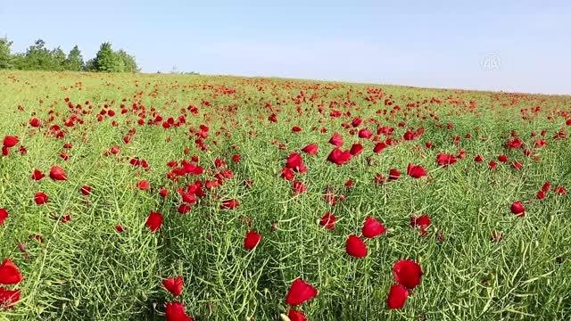 Gelinciklerle kırmızıya bürünen tarlalar görsel şölen sunuyor