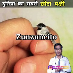 दुनिया की सबसे छोटी पक्षी | World smallest bird | Hummingbird | #shorts #ShortsbyAnokheFacts   