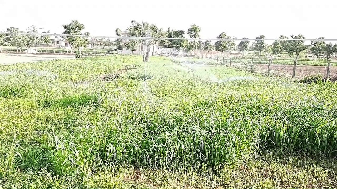 Damn good farm view | खेत का मस्त नजारा