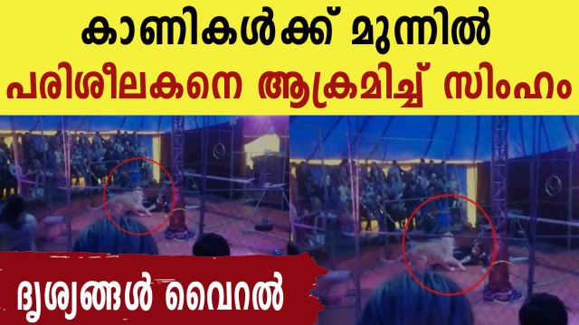 lion tamer is attacked by lioness at Russian circus