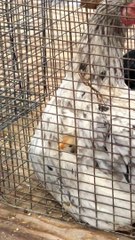 Cute Chick Pops Out of Hen's Feathers