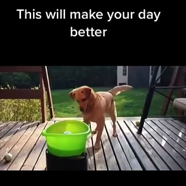 Doggy having a blast.