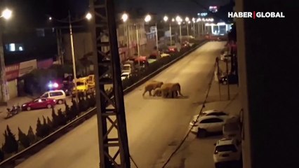 Göç eden fil sürüsü şehir merkezinden geçti