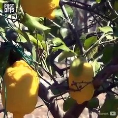 Mick Amca'nın canına tak eden Türkiye ayıbı