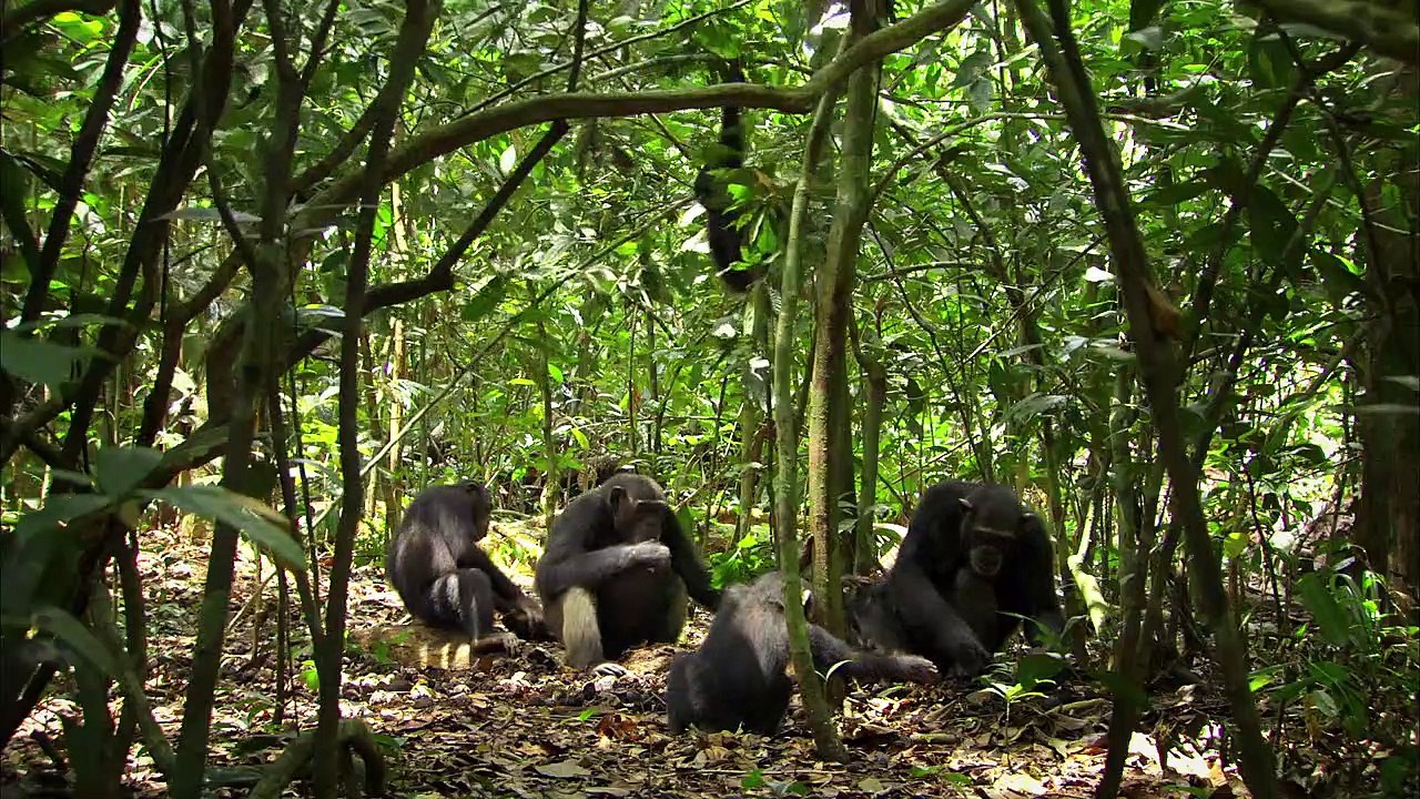 Chimpanzee (Trailer HD)