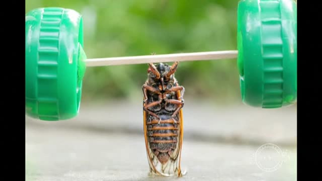 Cigarras como modelos de fotografía
