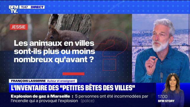 Les animaux en villes sont-ils plus ou moins nombreux qu'avant ? - BFMTV répond à vos questions