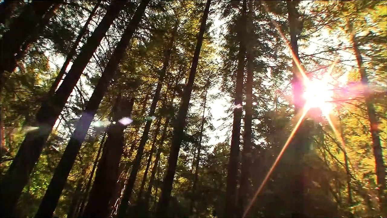 Willow Creek (Trailer HD)