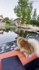 Quick Reflexes Save Doggy After It Dives From Moving Boat