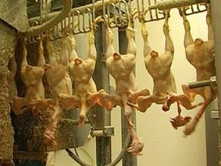 We feed the World - Les poulets