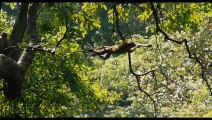 Monkey Kingdom (Trailer HD)