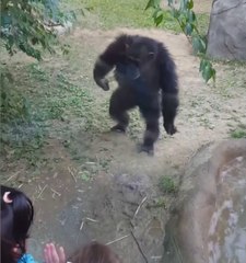 Funny KIDS vs ZOO ANIMALS   TRY NOT TO LAUGH!