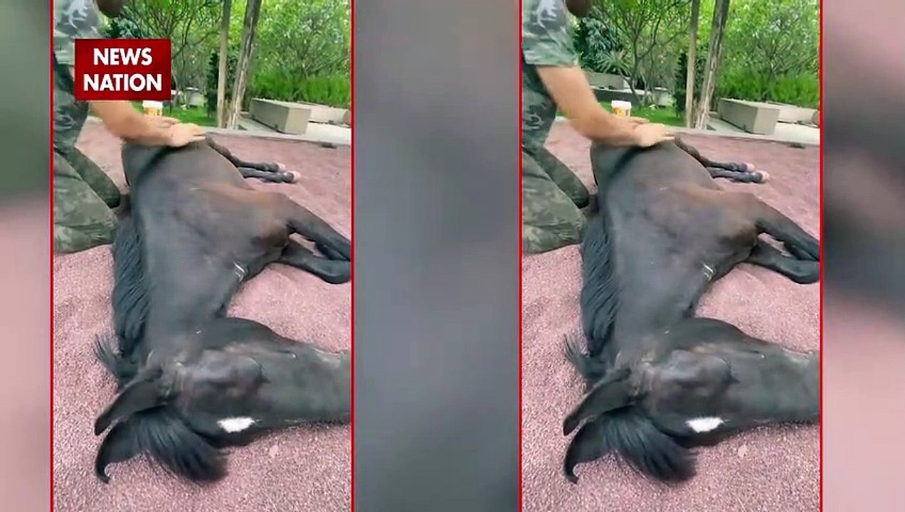 DHONI का ANIMAL LOVE| MSDhoni| Dhoni In Locdown