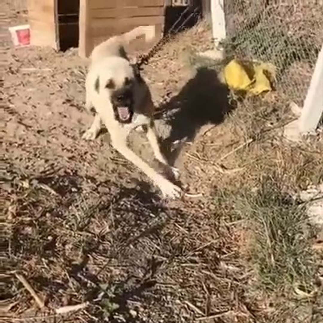 ⁣SERi ADAMCI COBAN KOPEGi BAHECEDE - ANGRY ANATOLiAN SHEPHERD DOG in the GARDEN